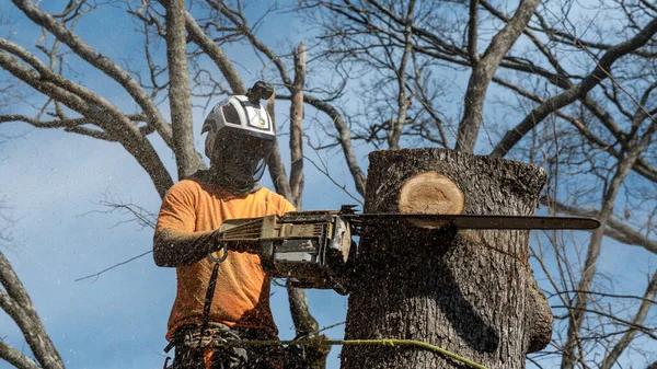 Tree Cutting Service with Guaranteed Results