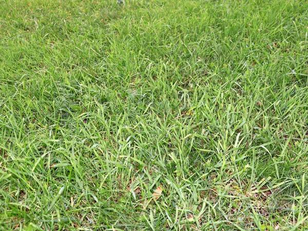 Broadleaf Weed Control Services for Cleaner and Greener Outdoor Spaces