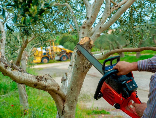 Leading Tree Service Janesville for Year-Round Tree Care Needs