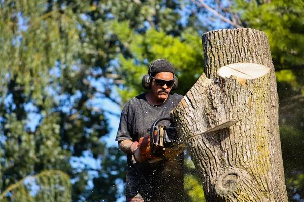 Complete Shelton WA Tree Removal and Tree Care Solutions