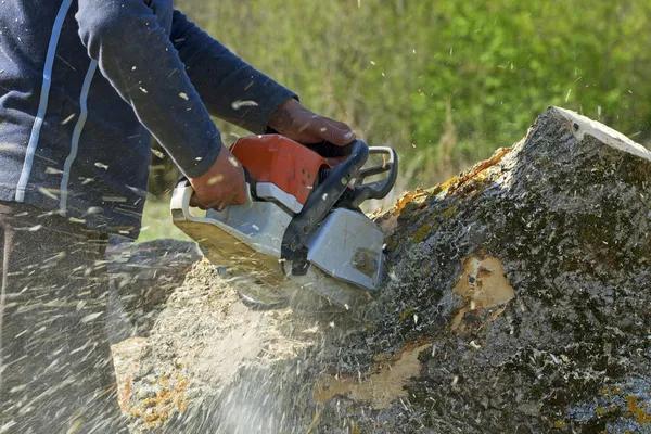 Expert Tree Service Madison for Healthy and Beautiful Landscapes